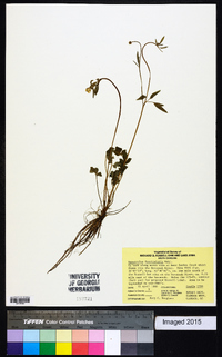 Ranunculus fascicularis image