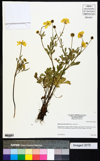 Ranunculus fascicularis image