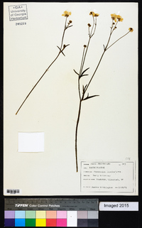 Ranunculus fascicularis image