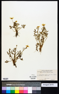 Ranunculus fascicularis image