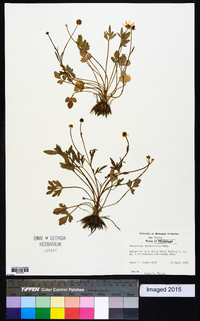 Ranunculus fascicularis image