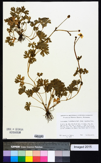 Ranunculus flabellaris image