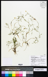 Ranunculus flammula var. filiformis image