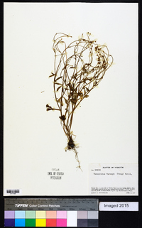 Ranunculus harveyi image