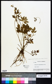 Ranunculus carolinianus image