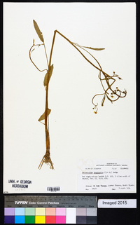 Ranunculus laxicaulis image