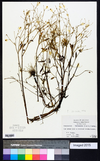 Ranunculus laxicaulis image