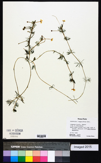 Ranunculus aquatilis var. diffusus image