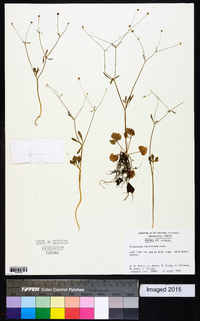 Ranunculus micranthus image