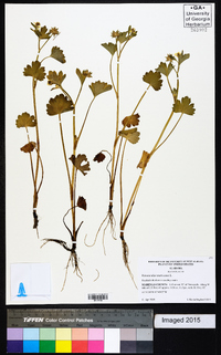 Ranunculus muricatus image