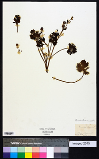 Ranunculus muricatus image