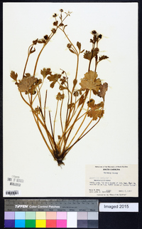 Ranunculus muricatus image