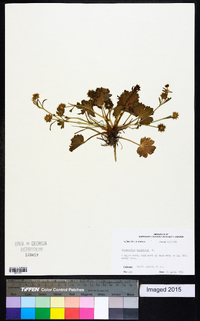 Ranunculus muricatus image