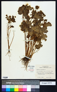 Ranunculus muricatus image