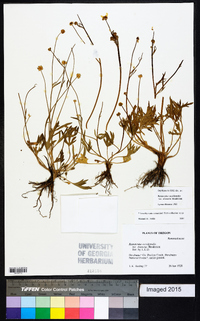 Ranunculus occidentalis var. dissectus image