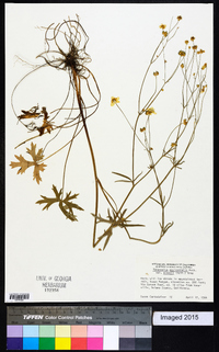 Ranunculus occidentalis var. eisenii image