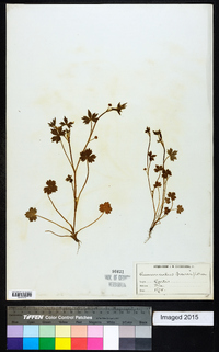 Ranunculus parviflorus image