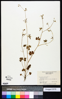 Ranunculus parviflorus image