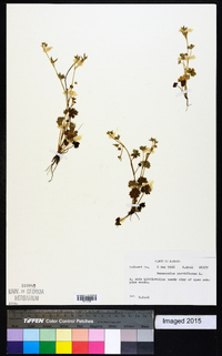 Ranunculus parviflorus image