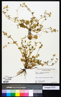 Ranunculus parviflorus image