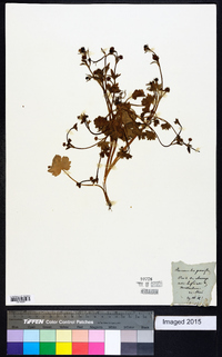 Ranunculus parviflorus image