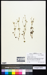 Ranunculus platensis image
