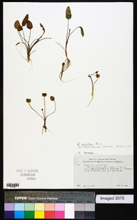 Ranunculus pusillus image