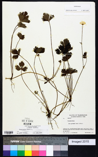 Ranunculus repens image