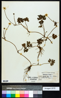 Ranunculus repens image