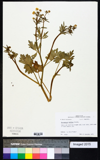 Ranunculus sardous image