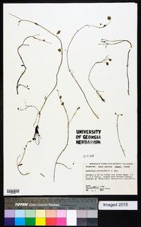 Ranunculus subcordatus image