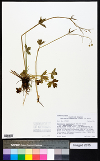 Ranunculus uncinatus image