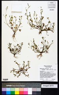 Ranunculus bonariensis var. trisepalus image