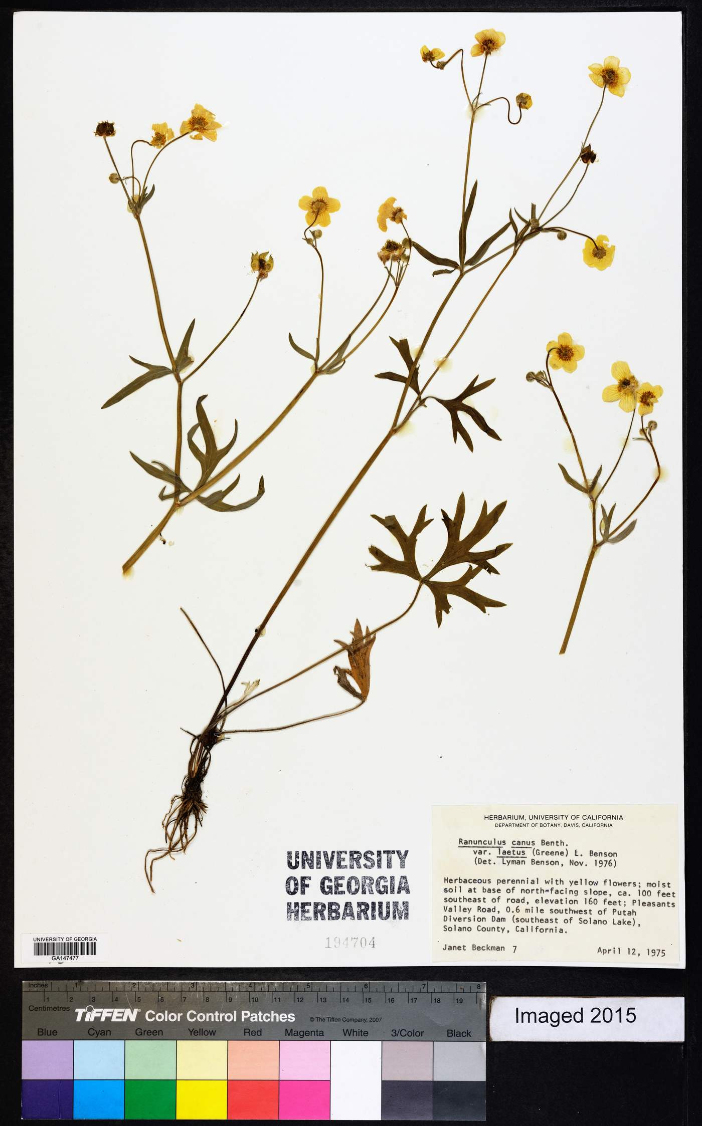 Ranunculus canus var. laetus image