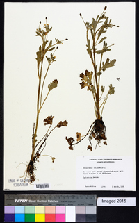 Ranunculus sceleratus image