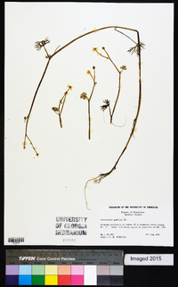 Ranunculus gmelini image