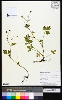 Ranunculus macounii image