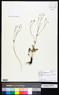 Ranunculus ranunculinus image