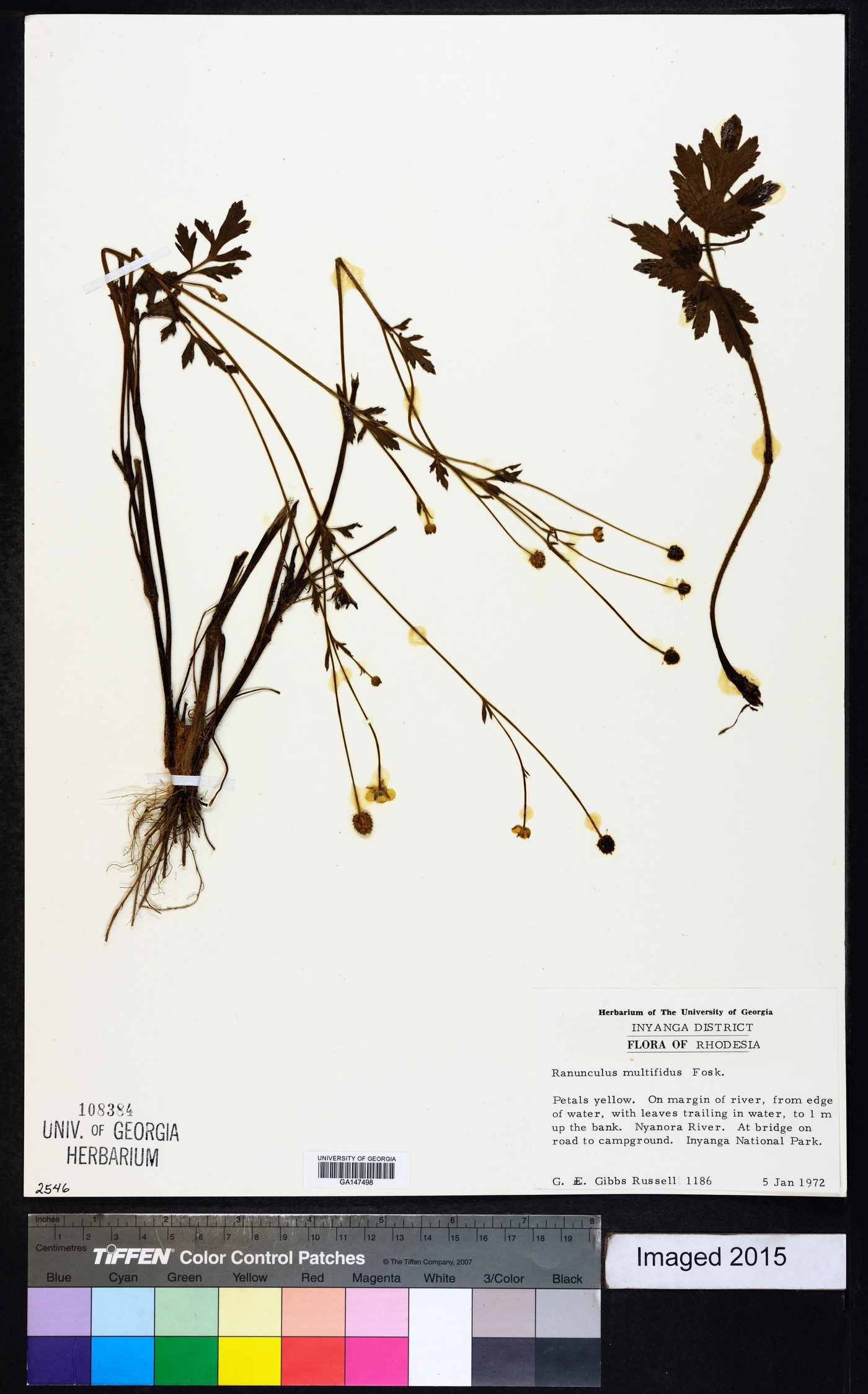 Ranunculus multifidus image