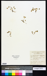 Ranunculus pygmaeus subsp. pygmaeus image