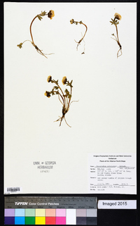 Ranunculus sulphureus var. sulphureus image