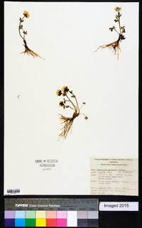 Ranunculus sulphureus image