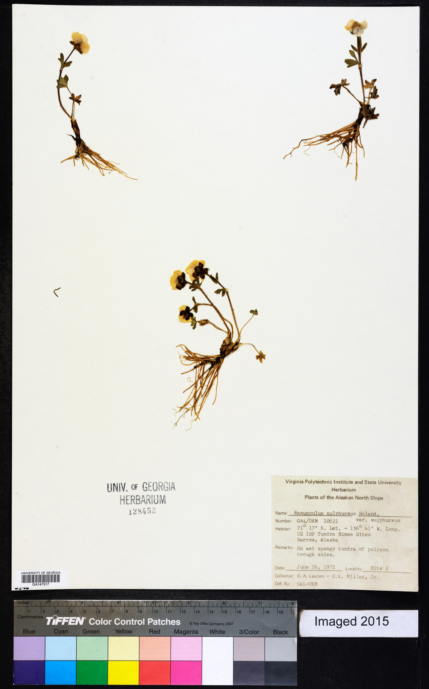 Ranunculus sulphureus var. sulphureus image