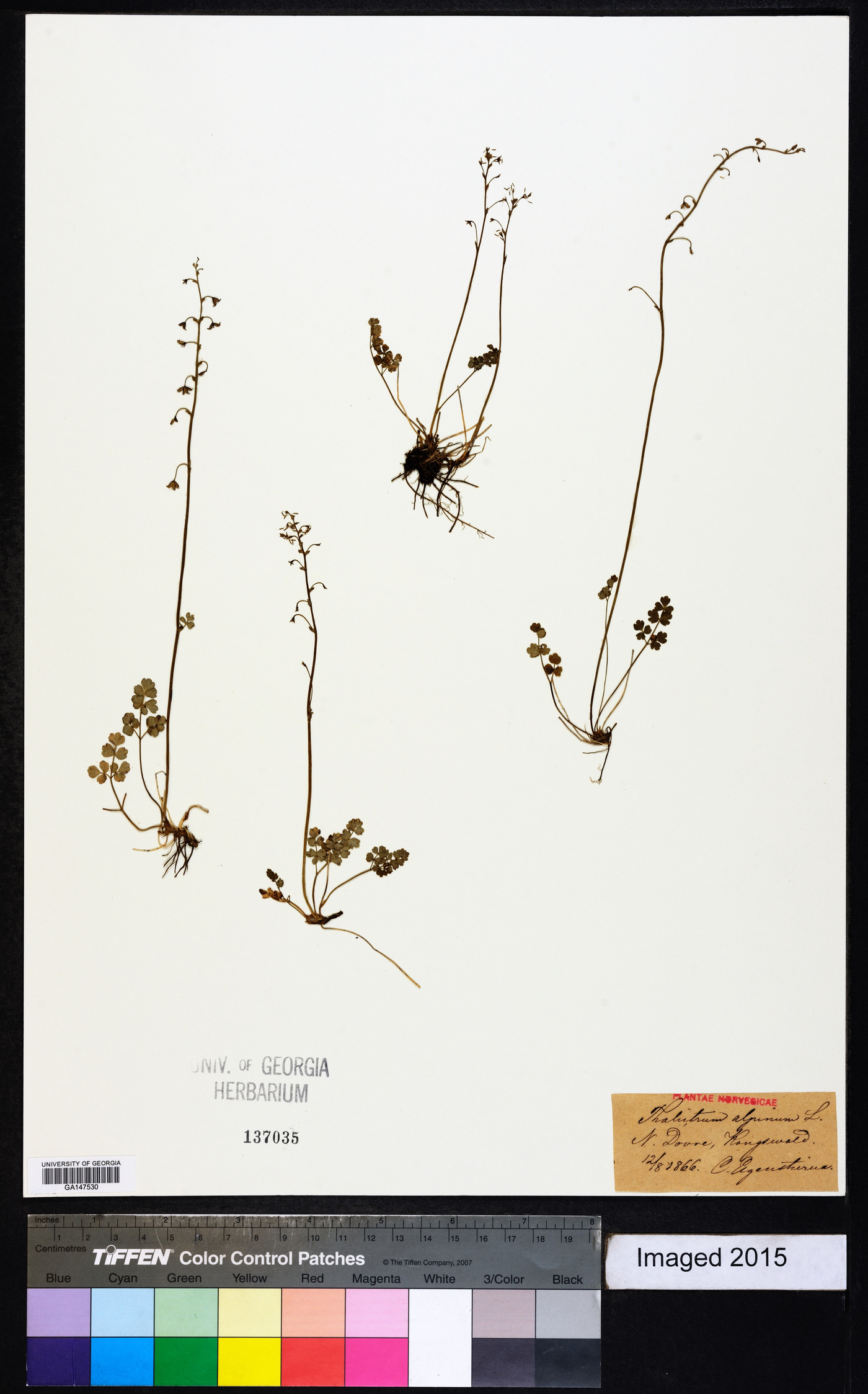 Thalictrum alpinum image