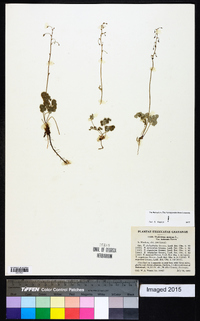 Thalictrum alpinum image