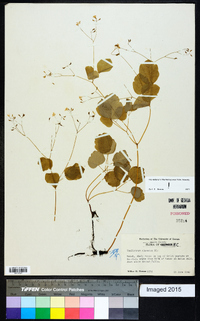 Thalictrum clavatum image