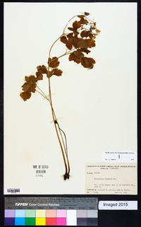 Thalictrum clavatum image