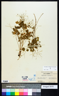 Thalictrum clavatum image