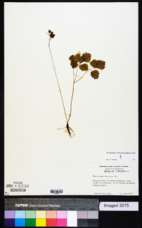 Thalictrum clavatum image