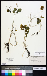 Thalictrum clavatum image